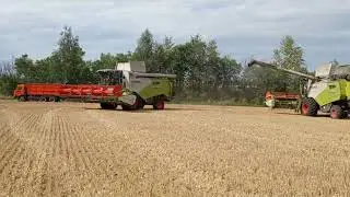 Уборка 2023 Claas tucano 450 .  Просто микс .