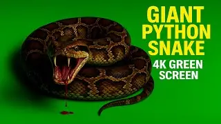 Giant Python Snake 4K Green Screen | Realistic VFX Footage Free