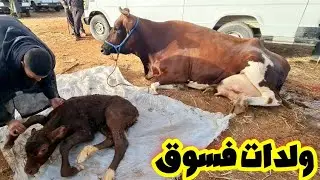 بقرة ولدات😭فسوق أربعاء مكناس لبقرات حليب وعجول كسابيين وكزاريين 2024/09/04