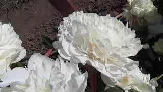 А.Е. Кундерт. A. E. Kunderd. Пион белый травянистый.
