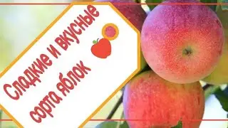 TOP 6 SWEETEST apple varieties🍎🍏