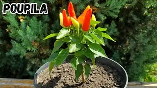 Poupila (Поупила) декоративный сорт перца.