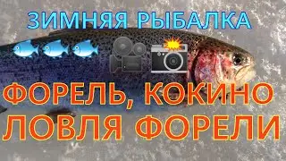 ФОРЕЛЬ,КОКИНО,ЛОВЛЯ ФОРЕЛИ.  