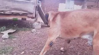Boerboel Dog With Bigger Head | Praise The Boerboel