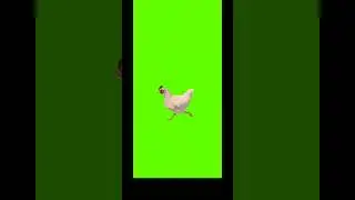 green screen running hen/green screen hen running 