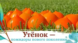 Помидор нового поколения УТЕНОК
