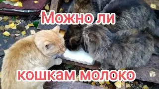 Можно ли кошкам молоко