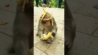 patali kamariya bole hay hay 🤣comedy video 