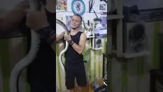 Sang Raja King Koros