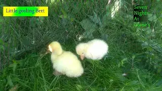 Little gosling Bert grazes with his siblings - Seven Nights at Goose's