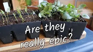 Starting Summer Flowers in Epic 6 Cells from @epicgardening | Homestead Dreaming