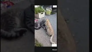 Коты в гостях: забавное видео в стихах.