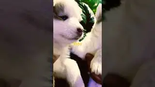 Filhotes e filhotes #husky