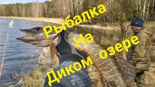 Ловля ЩУКИ Весной на ОЗЕРЕ в ЛЕСУ. Рыбалка 2022. Опять сработал Pig Shad 💪