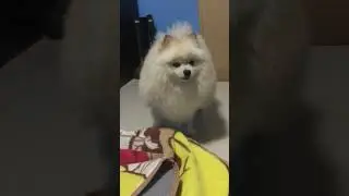 Nakakatacute na Pomeranian 🥹