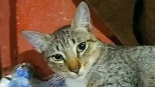Mi gato a 60FPS (GAMER)