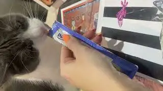 Кормлю кота. Кофик, где живут коты 🐈‍⬛