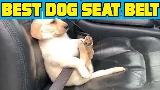 Best Dog Seat Belt 2020