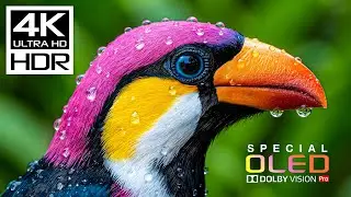 Unseen HDR 4K 60FPS OLED Demo | Dolby Vision 8K/4K Video FOR TV TEST