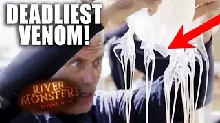 This Jellyfish Can Kill Multiple People! | River Monsters