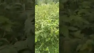 я иду в маказин гуляю,дышу свежим воздухом ,наслаждаюсь погодай ,я на позитиве ,без него не куда.