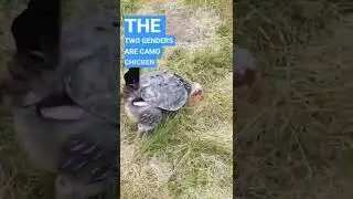 #backyardchickens