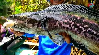 Mancing toman sungai air hitam kalimantan