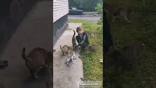 Кормим бездомных кошек. 🐱