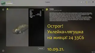 рр4! Острог. Уклейка лягушка для живца!