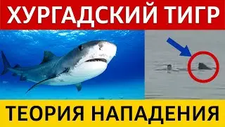 Акула съела человека, Хургада 2023. Как это случилось? Исключительный случай!