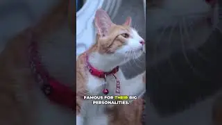 Cat Logic Collection #catshorts #catvideos  #funnycats