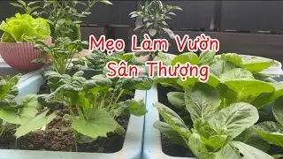 Tổng Hợp Các Mẹo Làm Vườn Sân Thượng | Bí Quyết Trồng Rau Xanh Tốt