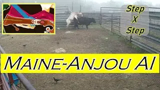 Cattle AI: Breeding a Maine-Anjou