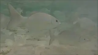 Fish at the Grand Sirenis resort Mayan Riviera.
