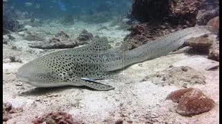 Дайвинг с акулой.Zebra shark.Red Sea. Egypt.