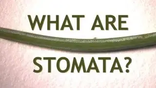 What Are Stomata?