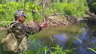 рыбалка по таёжной речке