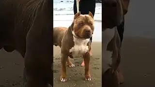 Dogs Grow Up - i'm a big kid now Baby to Adult Dogs #1 #shorts #dog