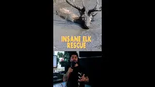 Insane Elk Rescue
