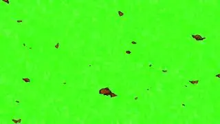 green screen butterflies #greenscreen #butterfly #butterflies #graphicdesign
