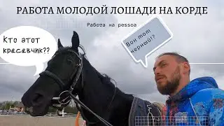 Работа молодой лошади на корде. Приучаем к Pessoa.