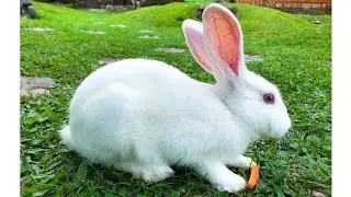 Cute Baby Rabbits Playing,Feeding Activities | Bunny Rabbit