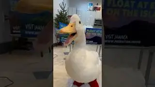 Yeah! The new duck movie “Migration” is coming out this Friday! 