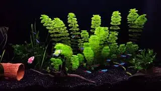 juwel 110 liter aquarium 2