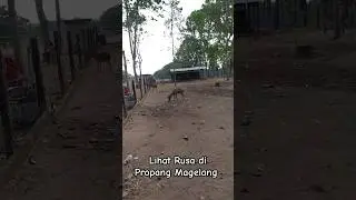 Lihat Rusa Di Propang Magelang #hewanrusa #rusa #magelang #visitmagelang #propangmagelang