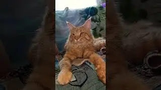 Сказка а не жизнь