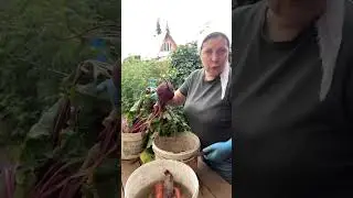 Морковь, свекла может борщевую заправку сделаю на неделе на зиму