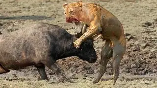 Brutal battles of Wild Animals - Very Graphic Content