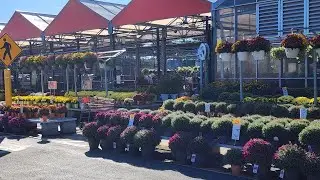 Home Depot October Plant Inventory. Great varieties of fall blooming perennials and annuals.