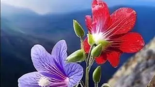 حضور پاک کی بارگاہ میں ایک ادمی بڑی دور سے ایا ہے